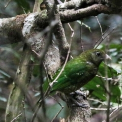 Ailuroedus crassirostris (Green Catbird) at Lamington National Park - 7 Nov 2023 by Rixon