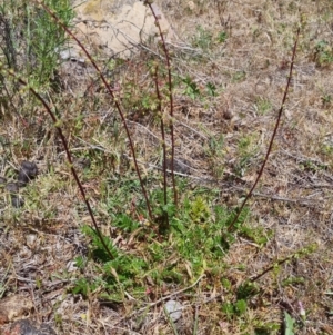 Acaena sp. at QPRC LGA - 17 Nov 2023