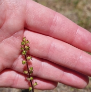 Acaena sp. at QPRC LGA - 17 Nov 2023