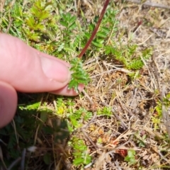 Acaena sp. at QPRC LGA - 17 Nov 2023