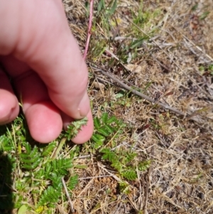 Acaena sp. at QPRC LGA - 17 Nov 2023