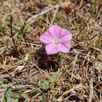 Convolvulus angustissimus subsp. angustissimus (Australian Bindweed) at QPRC LGA - 17 Nov 2023 by clarehoneydove