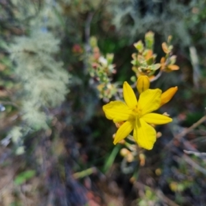 Bulbine bulbosa at QPRC LGA - suppressed