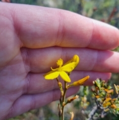 Bulbine bulbosa at QPRC LGA - 17 Nov 2023