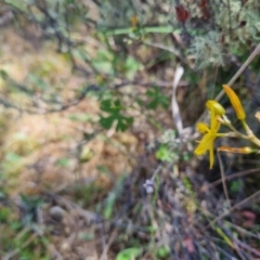 Bulbine bulbosa at QPRC LGA - suppressed