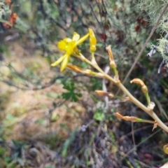 Bulbine bulbosa at QPRC LGA - 17 Nov 2023