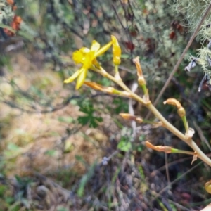 Bulbine bulbosa at QPRC LGA - suppressed