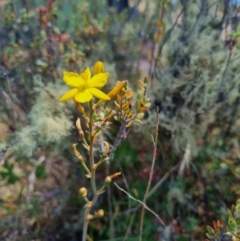 Bulbine bulbosa at QPRC LGA - suppressed