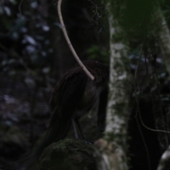 Menura alberti (Albert's Lyrebird) at O'Reilly, QLD - 6 Nov 2023 by Rixon