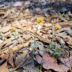 Chrysocephalum apiculatum at QPRC LGA - 17 Nov 2023