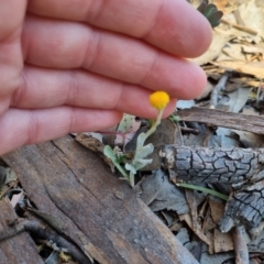 Chrysocephalum apiculatum at QPRC LGA - 17 Nov 2023