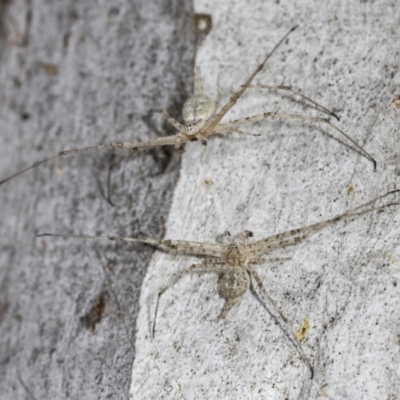 Tamopsis sp. (genus) (Two-tailed spider) at Higgins, ACT - 16 Nov 2023 by AlisonMilton