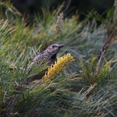 Sericulus chrysocephalus (Regent Bowerbird) at O'Reilly, QLD - 5 Nov 2023 by Rixon