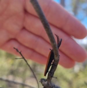 Porrostoma rhipidium at QPRC LGA - 17 Nov 2023