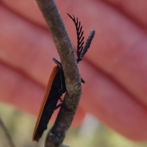 Porrostoma rhipidium at QPRC LGA - 17 Nov 2023