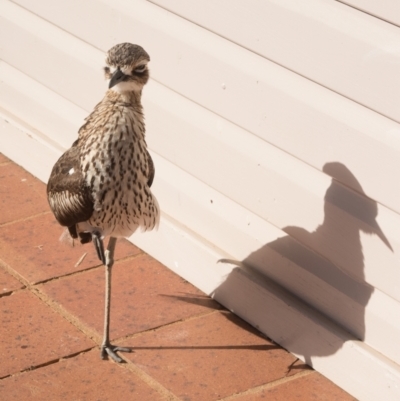 Burhinus grallarius (Bush Stone-curlew) at O'Reilly, QLD - 6 Nov 2023 by Rixon