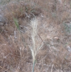 Anthosachne scabra (Common Wheat-grass) at Jerrabomberra, ACT - 17 Nov 2023 by CallumBraeRuralProperty