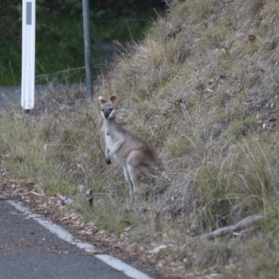 Macropus parryi (Whiptail Wallaby) at Cainbable, QLD - 7 Nov 2023 by Rixon