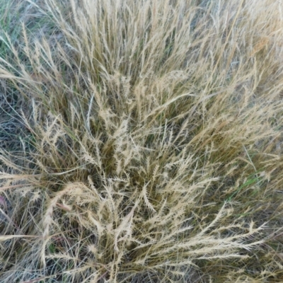 Vulpia sp. (A Squirreltail Fescue) at Symonston, ACT - 17 Nov 2023 by CallumBraeRuralProperty