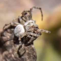 Araneus hamiltoni (Hamilton's Orb Weaver) at Cotter River, ACT - 15 Nov 2023 by SWishart