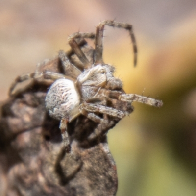 Araneus hamiltoni (Hamilton's Orb Weaver) at Cotter River, ACT - 15 Nov 2023 by SWishart