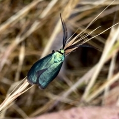 Pollanisus (genus) (A Forester Moth) at QPRC LGA - 9 Nov 2023 by Wandiyali