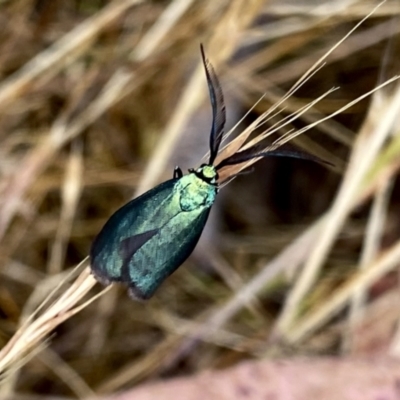 Pollanisus (genus) (A Forester Moth) at QPRC LGA - 9 Nov 2023 by Wandiyali