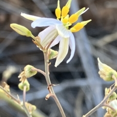 Dianella tarda (Late-flower Flax-lily) at Suttons Dam - 17 Nov 2023 by KL