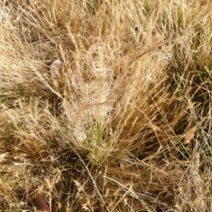 Austrostipa sp. at Symonston, ACT - 17 Nov 2023