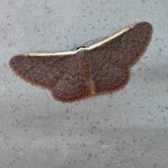 Idaea costaria (White-edged Wave) at Gungaderra Grasslands - 17 Nov 2023 by SteveBorkowskis