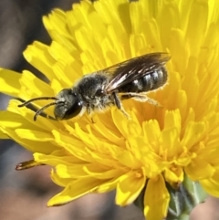 Lasioglossum (Chilalictus) lanarium (Halictid bee) at Gungaderra Grasslands - 16 Nov 2023 by SteveBorkowskis