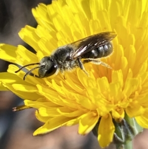 Lasioglossum (Chilalictus) lanarium at Gungaderra Grasslands - 17 Nov 2023 08:59 AM