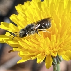 Lasioglossum (Chilalictus) lanarium at Gungaderra Grasslands - 17 Nov 2023 08:59 AM