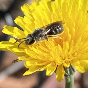 Lasioglossum (Chilalictus) lanarium at Gungaderra Grasslands - 17 Nov 2023 08:59 AM