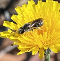 Lasioglossum (Chilalictus) lanarium at Gungaderra Grasslands - 17 Nov 2023 08:59 AM