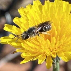 Lasioglossum (Chilalictus) lanarium at Gungaderra Grasslands - 17 Nov 2023 08:59 AM