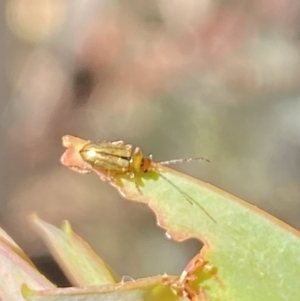 Galerucini sp. (tribe) at Namadgi National Park - 17 Nov 2023