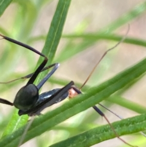 Leptomyrmex erythrocephalus at Namadgi National Park - 17 Nov 2023 11:34 AM