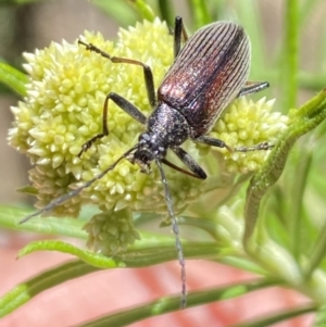 Homotrysis cisteloides at Namadgi National Park - 17 Nov 2023 11:45 AM