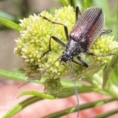 Homotrysis cisteloides at Namadgi National Park - 17 Nov 2023 11:45 AM