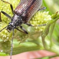 Homotrysis cisteloides at Namadgi National Park - 17 Nov 2023 11:45 AM