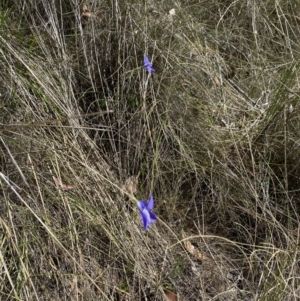 Wahlenbergia stricta subsp. stricta at Namadgi National Park - 17 Nov 2023