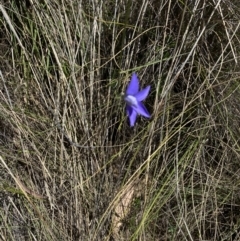 Wahlenbergia stricta subsp. stricta at Namadgi National Park - 17 Nov 2023