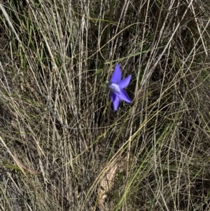 Wahlenbergia stricta subsp. stricta at Namadgi National Park - 17 Nov 2023