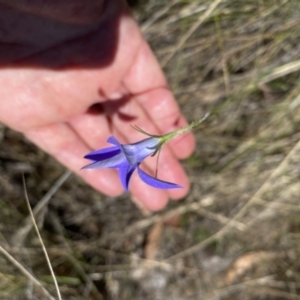 Wahlenbergia stricta subsp. stricta at Namadgi National Park - 17 Nov 2023