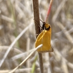 Parergophela melirrhoa at Namadgi National Park - 17 Nov 2023 11:59 AM