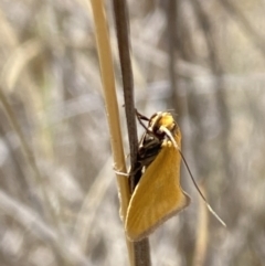 Parergophela melirrhoa at Namadgi National Park - 17 Nov 2023 11:59 AM