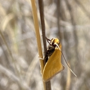 Parergophela melirrhoa at Namadgi National Park - 17 Nov 2023 11:59 AM