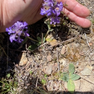 Ajuga australis at Namadgi National Park - 17 Nov 2023