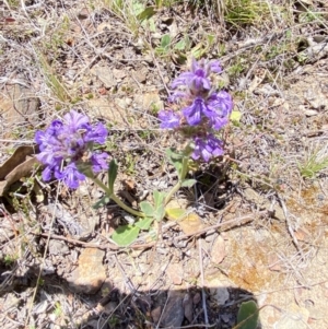 Ajuga australis at Namadgi National Park - 17 Nov 2023